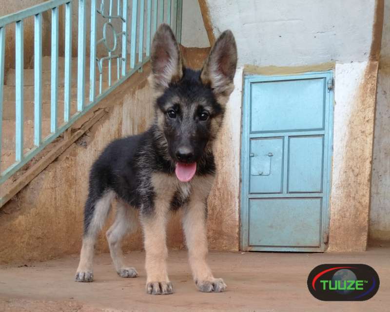 german shepherd pups ready for a new home