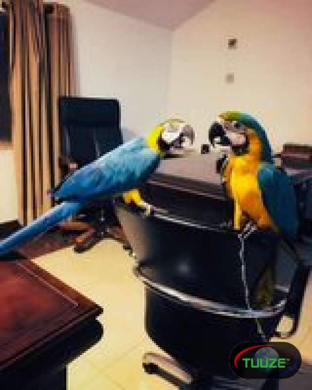  Blue and Gold Macaw Parrot