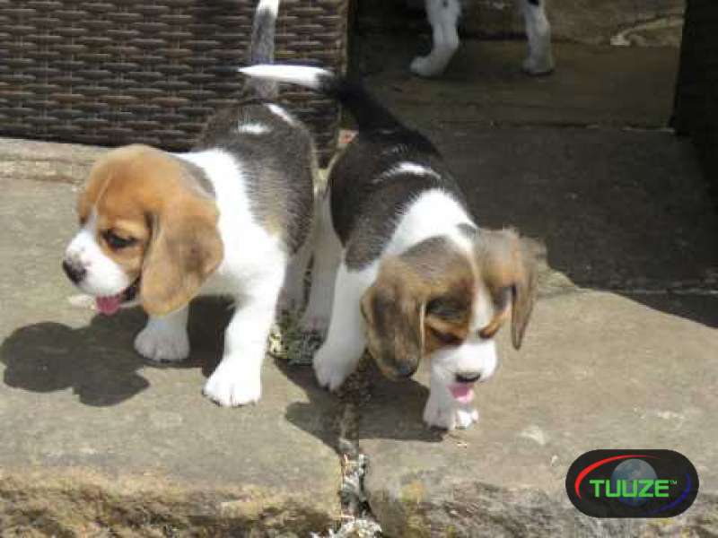 Beagle puppies for approval