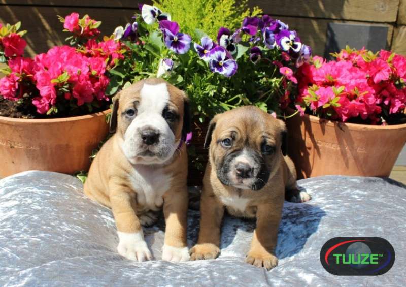 Bullmastiff puppies for adoption
