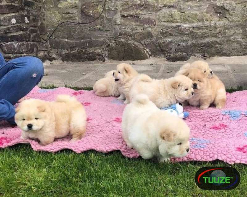 Chow Chow puppies for approval