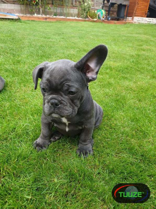 French Bulldog puppies dogs for adoption