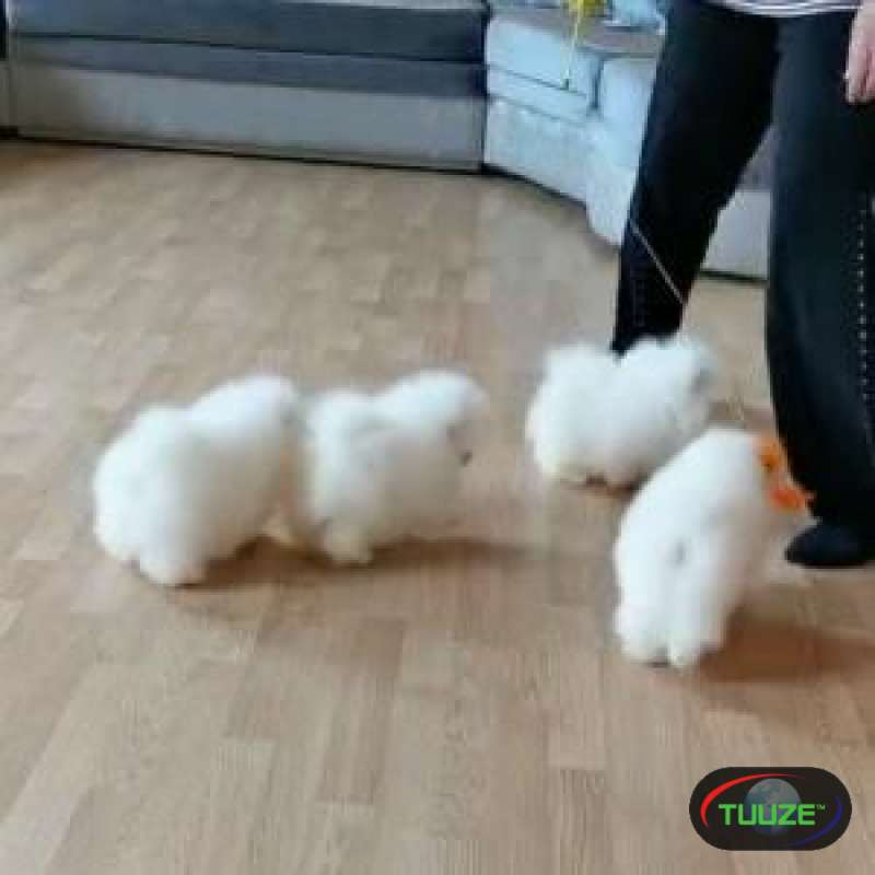 Gorgeous Pomeranian Puppies