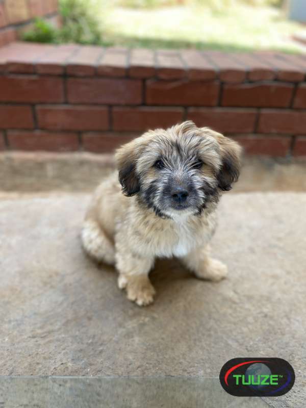Maltese-and-Terrier-Mixed-Breed