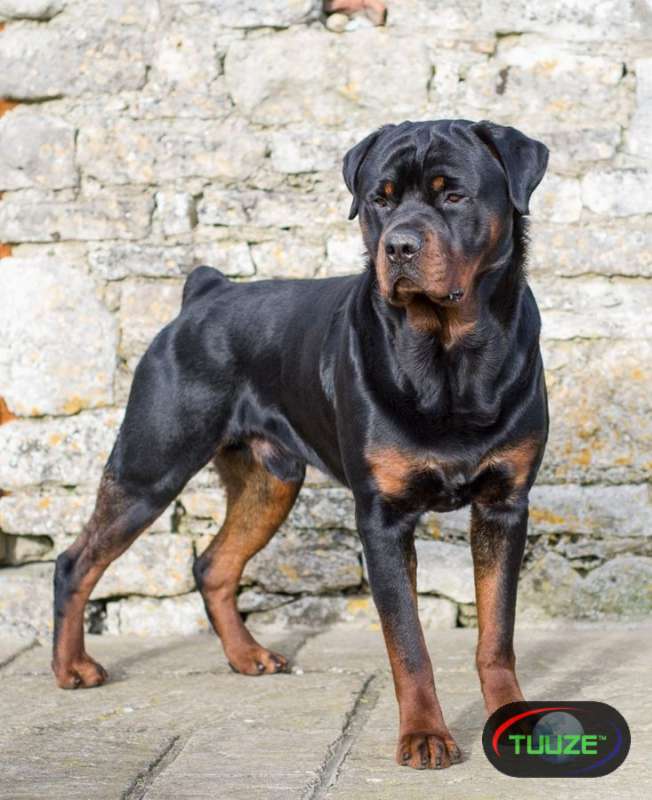 Mixed Breed Rottweiler 