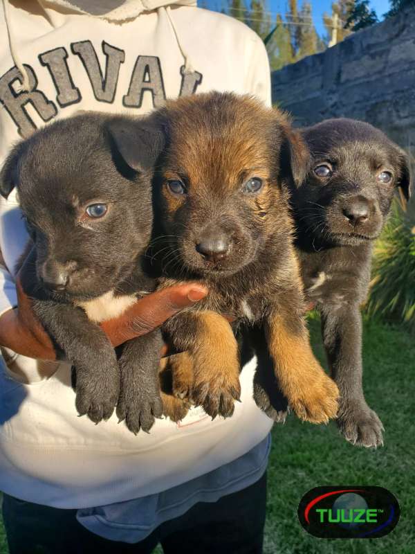 Pure breed Boerboel puppies for sale 