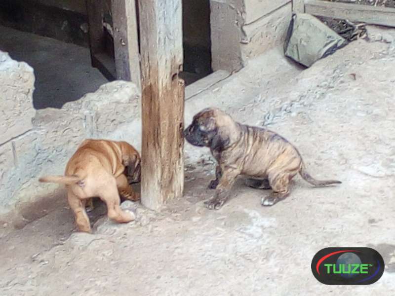 Purebred Boerboel Puppies