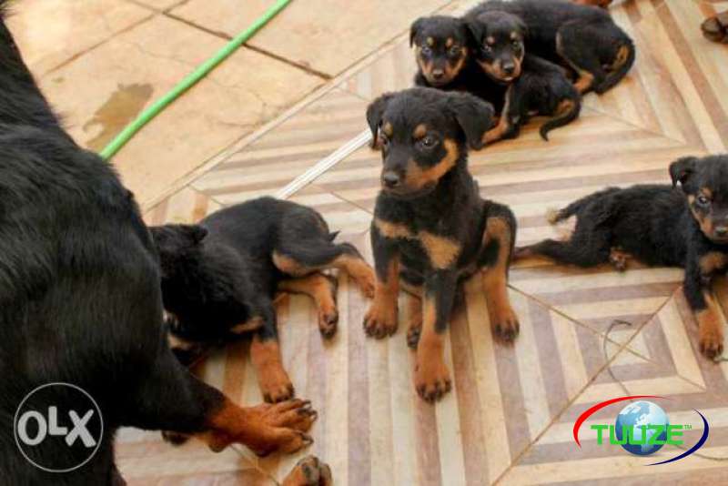 Rottweiler Pure Breed Puppies