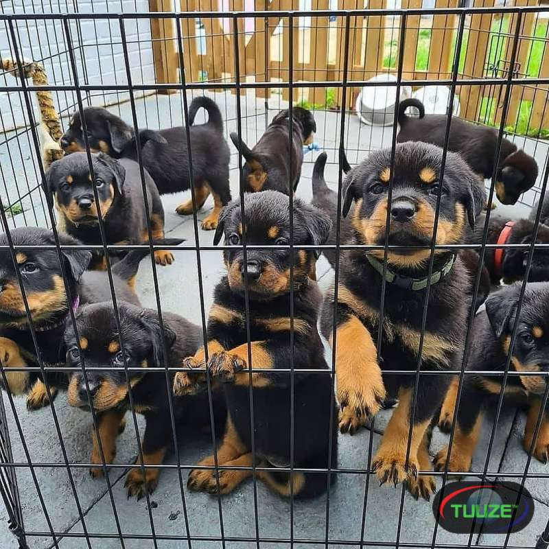 Rottweiler puppies now Available